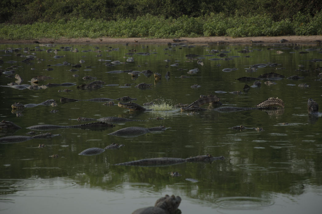 Secret Pantanal. Lygia Barbosa. Documentary Filmmaker