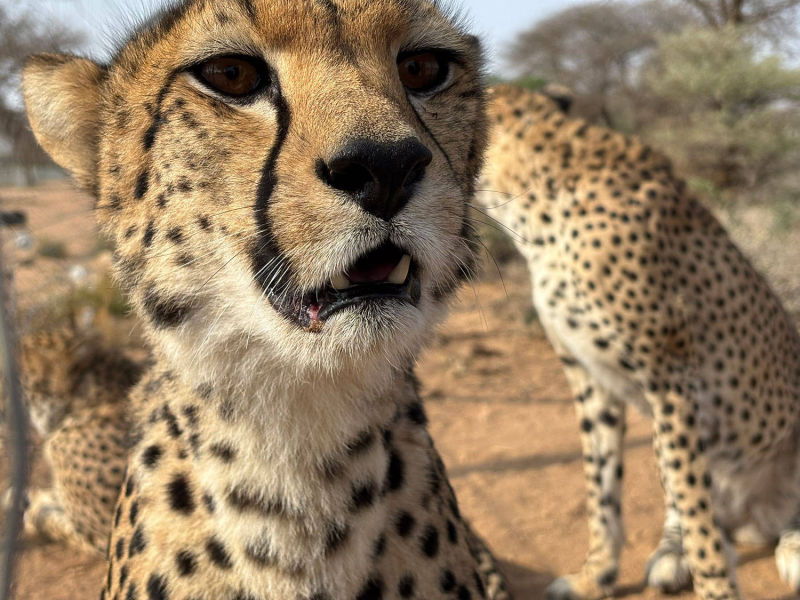 Laurie Marker: A Future of Coexistence