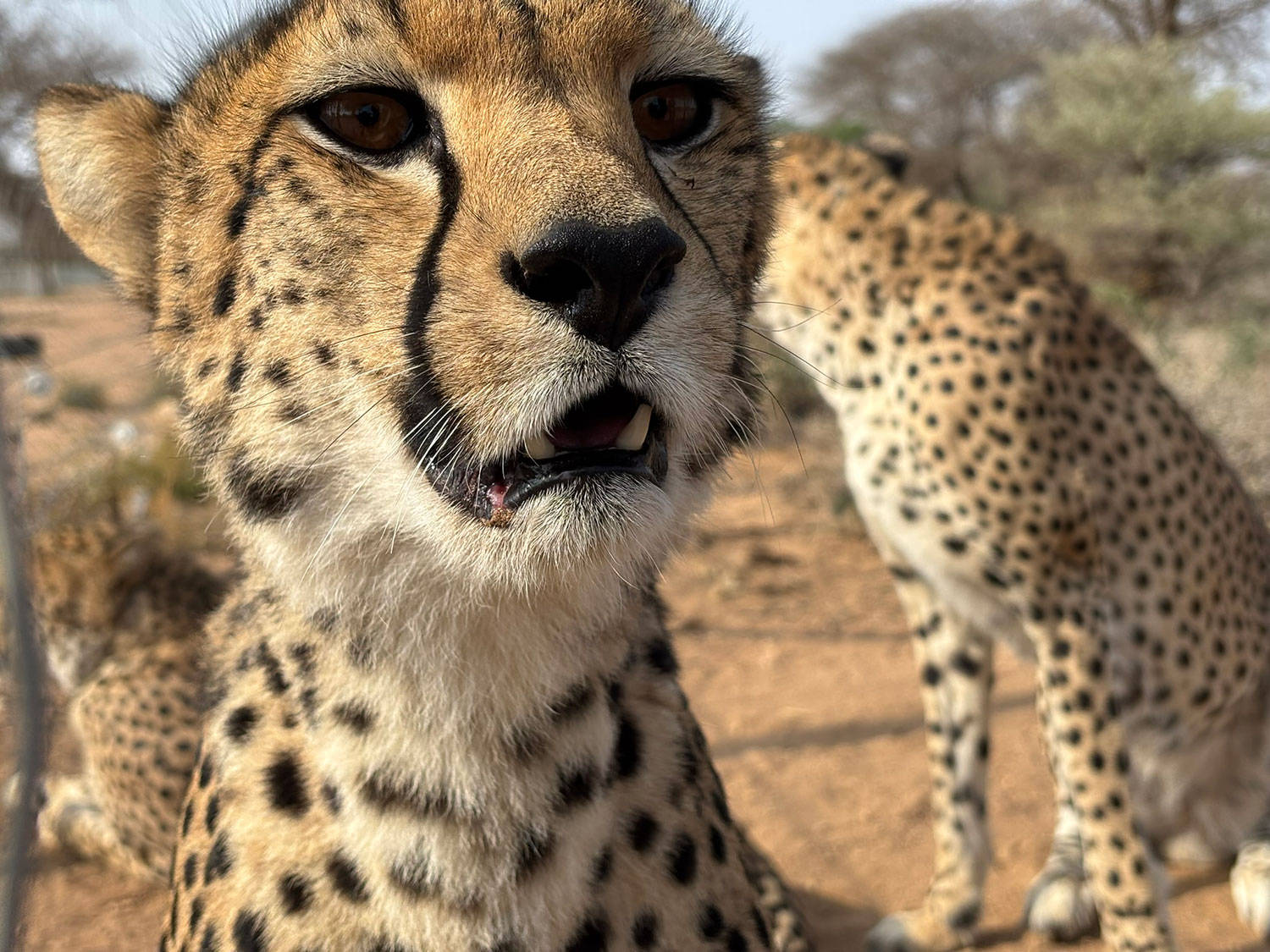 Laurie Marker: A Future of Coexistence