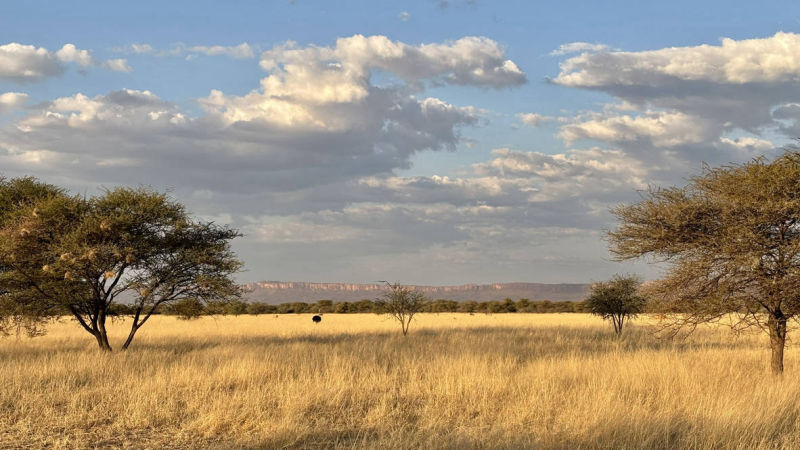 Laurie Marker: A Future of Coexistence